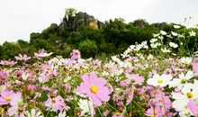 花儿盛开比喻句