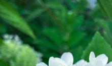 庖丁解牛的歇后语