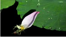 写昆虫的比喻句