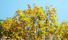 秋天庄稼拟人句