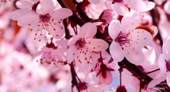 描述花的比喻句