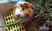 动物叫声的句子