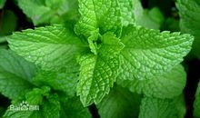 有关于薄荷的句子