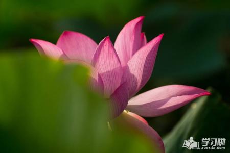 桃花拟人化句子