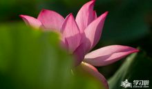 形容桃花拟人句