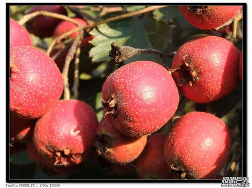 秋季水果拟人化