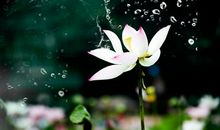 关于夏日荷花的诗句