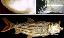 吃鱼不吐骨头歇后语