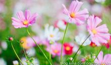 花儿比喻句大全