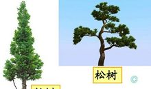 赞美松树的段落