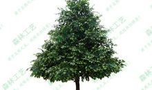 用榕树写比喻句