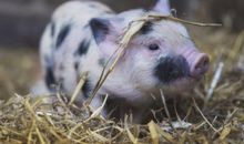 歇后语关于牛的