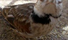 百灵鸟的比喻句