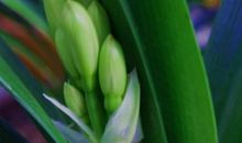 歇后语大全水仙不开花