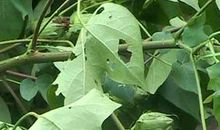 关于冰雹的谚语