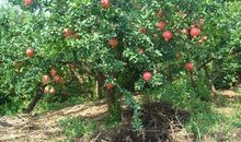 石榴树的比喻句