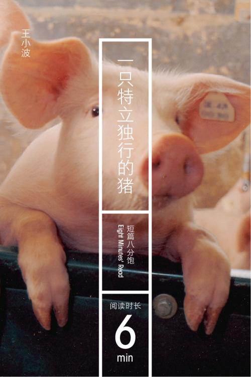 特立独行的猪的经典句子