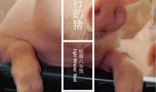 一只特立独行的猪经典句子