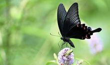 形容塔的比喻句