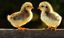 起重机吊鸡毛歇后语