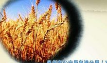 粮食质量安全宣传标语