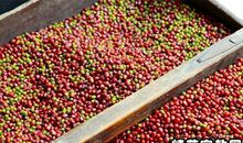 盘子里生豆芽歇后语