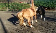 写马儿的拟人句