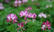 虽然现在很累，但想到将来花开朵朵，那该多美