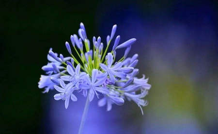 尽管我现在很累,但我想起将来盛开的花朵,那将是如此美丽1