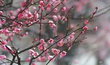 梅花的拟人句