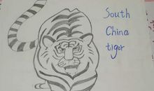 保护动物的英语句子