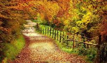 描写秋天的句子景色