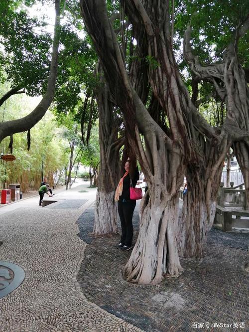 悦榕庄树写比喻句