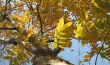 秋天拟人句初中