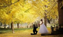 形容槐树的比喻句