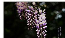 比喻句紫藤花