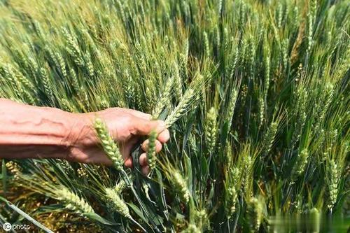 农耕季节的谚语