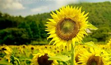 关于时光唯美的句子【精选25句】