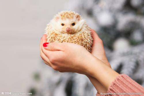 写一个刺猬的隐喻