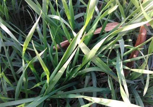 关于小麦的谚语