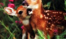 梅花鹿的比喻句