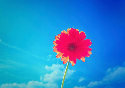 带有图片的优美句子：谁是唯一的人，童话毕竟是童话