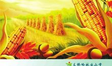 关于小麦的谚语