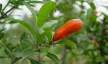 石榴花的比喻句