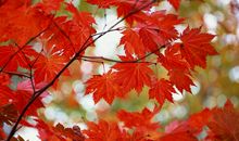 写秋天的拟人句