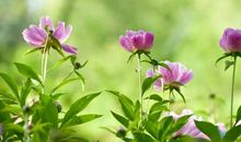 6岁男童生日祝福语