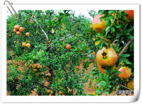 寓言石榴在八月