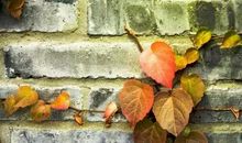 秋天有关的谚语