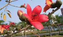 木棉花的比喻句