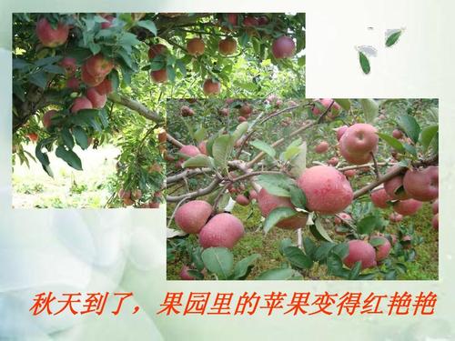 秋天的树木的拟人化